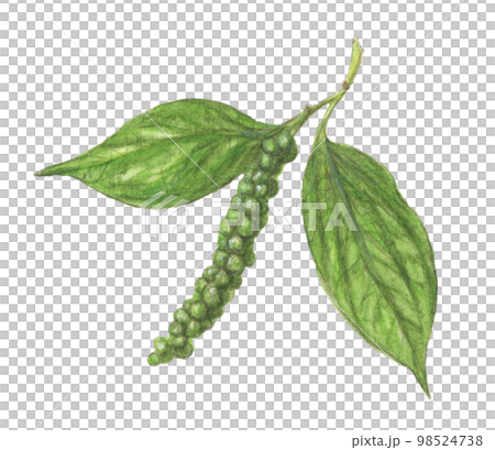 黑胡椒植物水彩鉛筆香料插圖 98524738