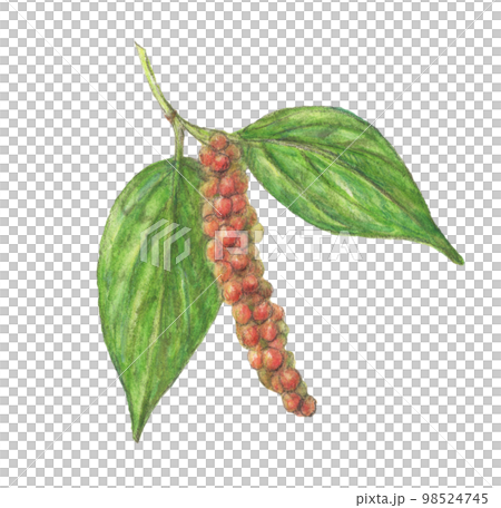 白胡椒植物水彩鉛筆香料插圖 98524745