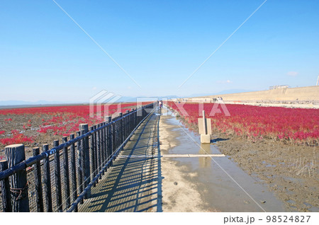 佐賀市の人気観光スポット東与賀干潟の海の紅葉シチメンソウ 佐賀市の人気観光スポット東与賀干潟の海の紅葉シチメンソウ 98524827