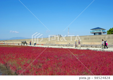佐賀市の人気観光スポット東与賀干潟の海の紅葉シチメンソウ 98524828