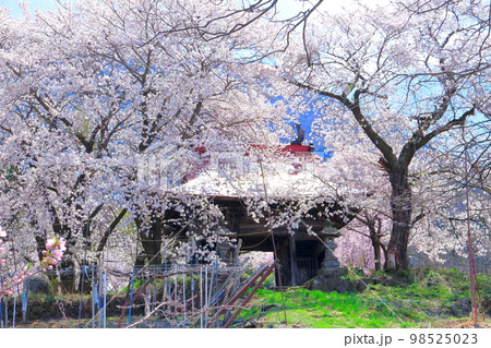 桜が咲く山門と石像 信州の桜 いにしえの石像 美しき桜の花 花と植物が織りなす色紙 桜が咲く山門と石像 信州の桜 いにしえの石像 美しき桜の花 花と植物が織りなす色紙 98525023