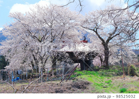 桜が咲く山門と石像　　　信州の桜　　いにしえの石像　  美しき桜の花　　花と植物が織りなす色紙　 98525032