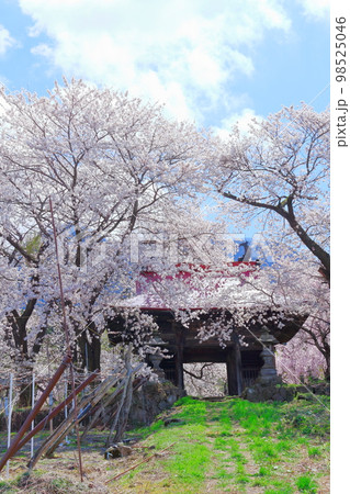 桜が咲く山門と石像　　　信州の桜　　いにしえの石像　  美しき桜の花　　花と植物が織りなす色紙　 98525046
