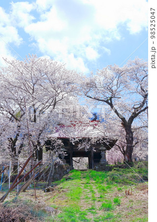 桜が咲く山門と石像　　　信州の桜　　いにしえの石像　  美しき桜の花　　花と植物が織りなす色紙　 98525047