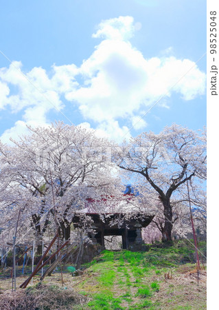 桜が咲く山門と石像 信州の桜 いにしえの石像 美しき桜の花 花と植物が織りなす色紙 桜が咲く山門と石像 信州の桜 いにしえの石像 美しき桜の花 花と植物が織りなす色紙 98525048
