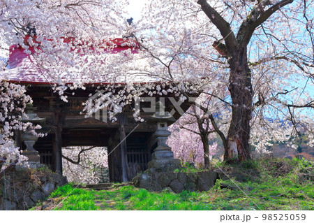桜が咲く山門と石像 信州の桜 いにしえの石像 美しき桜の花 花と植物が織りなす色紙 桜が咲く山門と石像 信州の桜 いにしえの石像 美しき桜の花 花と植物が織りなす色紙 98525059
