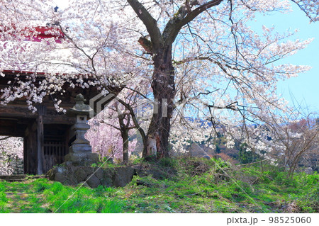 桜が咲く山門と石像 信州の桜 いにしえの石像 美しき桜の花 花と植物が織りなす色紙 桜が咲く山門と石像 信州の桜 いにしえの石像 美しき桜の花 花と植物が織りなす色紙 98525060