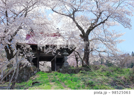桜が咲く山門と石像 信州の桜 いにしえの石像 美しき桜の花 花と植物が織りなす色紙 桜が咲く山門と石像 信州の桜 いにしえの石像 美しき桜の花 花と植物が織りなす色紙 98525063