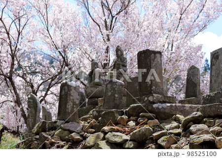 桜が咲く山門と石像 信州の桜 いにしえの石像 美しき桜の花 花と植物が織りなす色紙 桜が咲く山門と石像 信州の桜 いにしえの石像 美しき桜の花 花と植物が織りなす色紙 98525100