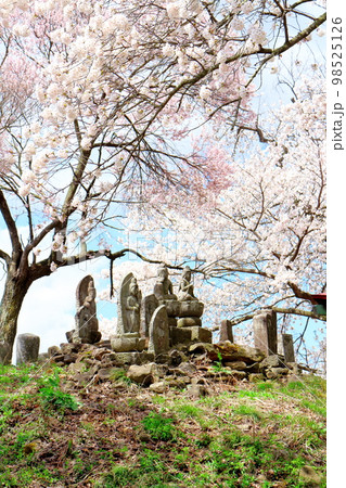 桜が咲く山門と石像　　　信州の桜　　いにしえの石像　  美しき桜の花　　花と植物が織りなす色紙　 98525126