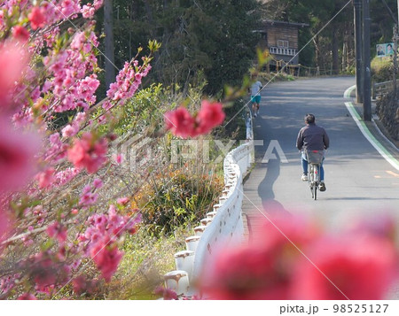 桃の花と坂道 98525127