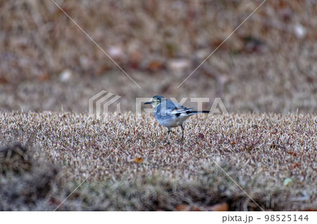 野鳥ハクセキレイの採餌行動 98525144