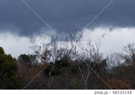 冬空の雑木林 冬空の雑木林 98525148