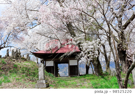 桜が咲く山門と石像 信州の桜 いにしえの石像 美しき桜の花 花と植物が織りなす色紙 桜が咲く山門と石像 信州の桜 いにしえの石像 美しき桜の花 花と植物が織りなす色紙 98525220