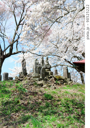 桜が咲く山門と石像　　　信州の桜　　いにしえの石像　  美しき桜の花　　花と植物が織りなす色紙　 98525222
