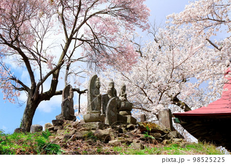 桜が咲く山門と石像　　　信州の桜　　いにしえの石像　  美しき桜の花　　花と植物が織りなす色紙　 98525225