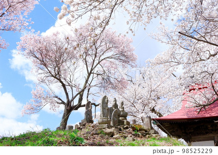 桜が咲く山門と石像 信州の桜 いにしえの石像 美しき桜の花 花と植物が織りなす色紙 桜が咲く山門と石像 信州の桜 いにしえの石像 美しき桜の花 花と植物が織りなす色紙 98525229