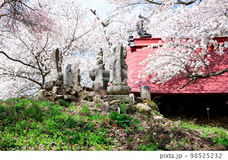 桜が咲く山門と石像 信州の桜 いにしえの石像 美しき桜の花 花と植物が織りなす色紙 桜が咲く山門と石像 信州の桜 いにしえの石像 美しき桜の花 花と植物が織りなす色紙 98525232