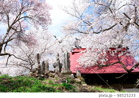桜が咲く山門と石像 信州の桜 いにしえの石像 美しき桜の花 花と植物が織りなす色紙 桜が咲く山門と石像 信州の桜 いにしえの石像 美しき桜の花 花と植物が織りなす色紙 98525233