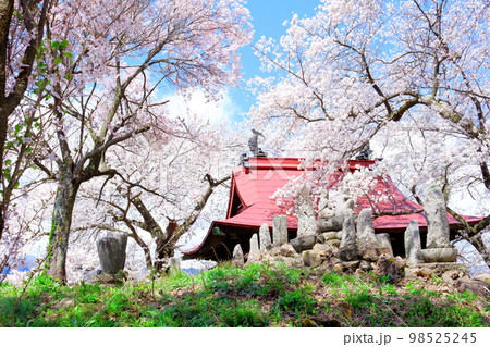 桜が咲く山門と石像 信州の桜 いにしえの石像 美しき桜の花 花と植物が織りなす色紙 桜が咲く山門と石像 信州の桜 いにしえの石像 美しき桜の花 花と植物が織りなす色紙 98525245