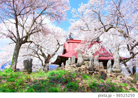 桜が咲く山門と石像 信州の桜 いにしえの石像 美しき桜の花 花と植物が織りなす色紙 桜が咲く山門と石像 信州の桜 いにしえの石像 美しき桜の花 花と植物が織りなす色紙 98525250