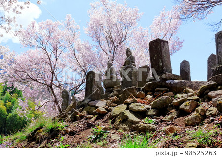 桜が咲く山門と石像 信州の桜 いにしえの石像 美しき桜の花 花と植物が織りなす色紙 桜が咲く山門と石像 信州の桜 いにしえの石像 美しき桜の花 花と植物が織りなす色紙 98525263