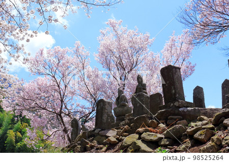 桜が咲く山門と石像　　　信州の桜　　いにしえの石像　  美しき桜の花　　花と植物が織りなす色紙　 98525264