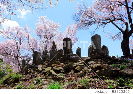 桜が咲く山門と石像 信州の桜 いにしえの石像 美しき桜の花 花と植物が織りなす色紙 桜が咲く山門と石像 信州の桜 いにしえの石像 美しき桜の花 花と植物が織りなす色紙 98525265