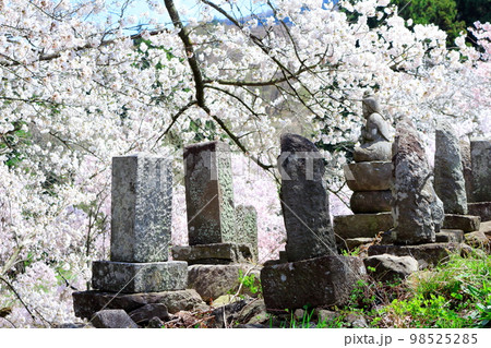 桜が咲く山門と石像　　　信州の桜　　いにしえの石像　  美しき桜の花　　花と植物が織りなす色紙　 98525285