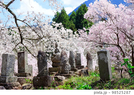 桜が咲く山門と石像　　　信州の桜　　いにしえの石像　  美しき桜の花　　花と植物が織りなす色紙　 98525287