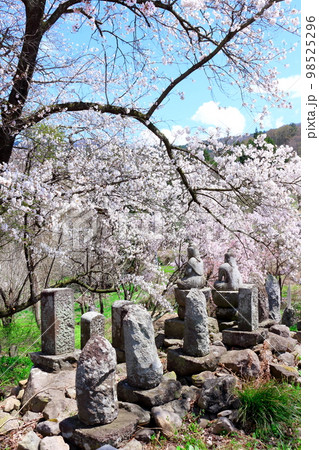 桜が咲く山門と石像 信州の桜 いにしえの石像 美しき桜の花 花と植物が織りなす色紙 桜が咲く山門と石像 信州の桜 いにしえの石像 美しき桜の花 花と植物が織りなす色紙 98525296