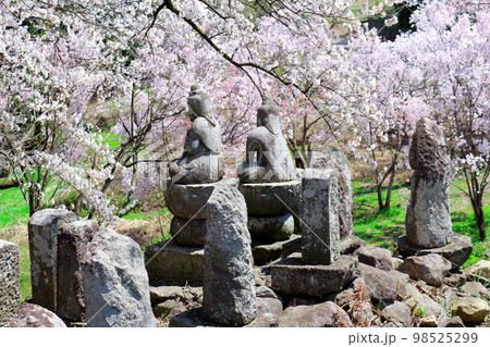 桜が咲く山門と石像　　　信州の桜　　いにしえの石像　  美しき桜の花　　花と植物が織りなす色紙　 98525299