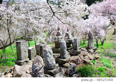 桜が咲く山門と石像　　　信州の桜　　いにしえの石像　  美しき桜の花　　花と植物が織りなす色紙　 98525300