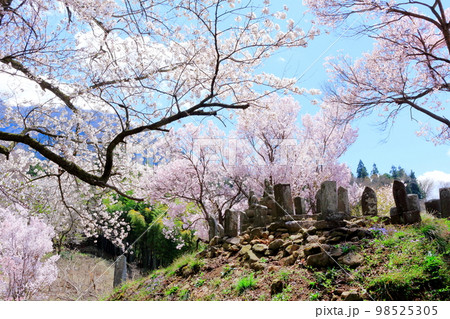 桜が咲く山門と石像 信州の桜 いにしえの石像 美しき桜の花 花と植物が織りなす色紙 桜が咲く山門と石像 信州の桜 いにしえの石像 美しき桜の花 花と植物が織りなす色紙 98525305