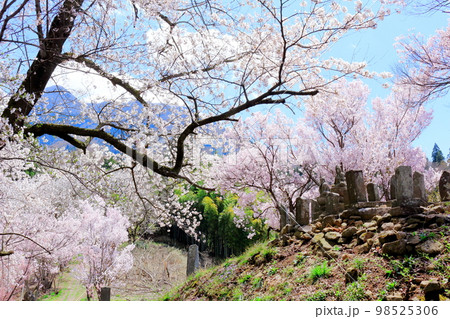 桜が咲く山門と石像 信州の桜 いにしえの石像 美しき桜の花 花と植物が織りなす色紙 桜が咲く山門と石像 信州の桜 いにしえの石像 美しき桜の花 花と植物が織りなす色紙 98525306