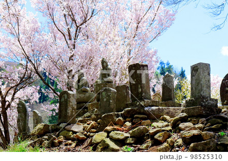 桜が咲く山門と石像　　　信州の桜　　いにしえの石像　  美しき桜の花　　花と植物が織りなす色紙　 98525310