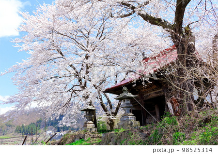 桜が咲く山門と石像 信州の桜 いにしえの石像 美しき桜の花 花と植物が織りなす色紙 桜が咲く山門と石像 信州の桜 いにしえの石像 美しき桜の花 花と植物が織りなす色紙 98525314