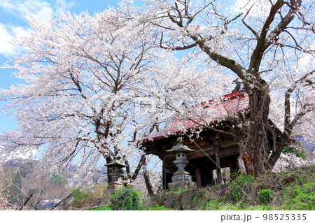 桜が咲く山門と石像 信州の桜 いにしえの石像 美しき桜の花 花と植物が織りなす色紙 桜が咲く山門と石像 信州の桜 いにしえの石像 美しき桜の花 花と植物が織りなす色紙 98525335