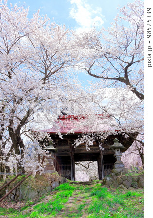 桜が咲く山門と石像　　　信州の桜　　いにしえの石像　  美しき桜の花　　花と植物が織りなす色紙　 98525339
