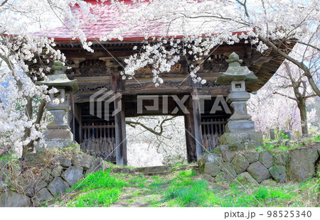 桜が咲く山門と石像　　　信州の桜　　いにしえの石像　  美しき桜の花　　花と植物が織りなす色紙　 98525340