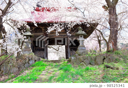 桜が咲く山門と石像　　　信州の桜　　いにしえの石像　  美しき桜の花　　花と植物が織りなす色紙　 98525341