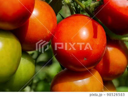 Ripening branch of red and green tomato. Juicy vegetables. Agriculture, growing vegetables on the ground. Close-up. Solar Ripening branch of red and green tomato. Juicy vegetables. Agriculture, growing vegetables on the ground. Close-up. Solar 98526583