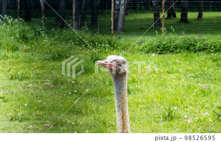 The head of an ostrich with a long neck with closed eyes against the background of green grass. The head of an ostrich with a long neck with closed eyes against the background of green grass. 98526595