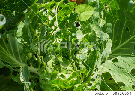 Cabbage leaves in holes in the garden. Pests are a cabbage butterfly that lays eggs and caterpillars of pests appear that eat a cabbage leaf. Cabbage leaves in holes in the garden. Pests are a cabbage butterfly that lays eggs and caterpillars of pests appear that eat a cabbage leaf. 98526654