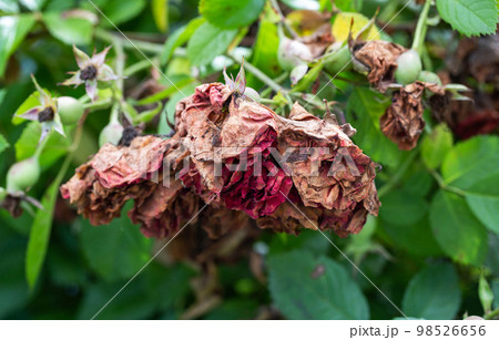 Drying buds on a spray rose. Improper rose care, powdery mildew and aphids. Pink sawfly, close-up 98526656