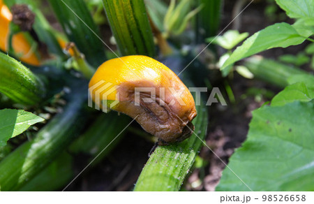 Rotting zucchini in the garden. Lack of trace elements and excess moisture. Close-up 98526658