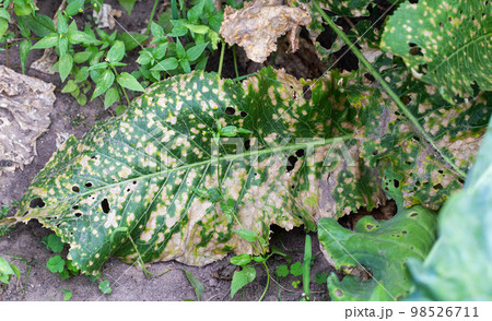 Yellowed horseradish leaf from sunburn or lack of light. Horseradish disease. 98526711