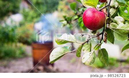 A branch with a red apple in the country against the background of a barrel in which dry grass is burned. Copy space for text 98526723
