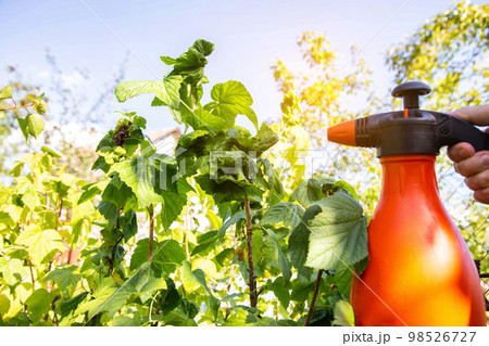Spraying diseased currants from aphids and pests. Spraying with soda and copper sulfate. Copy space for text 98526727