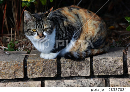 公園に捨てられた野良猫 公園に捨てられた野良猫 98527024